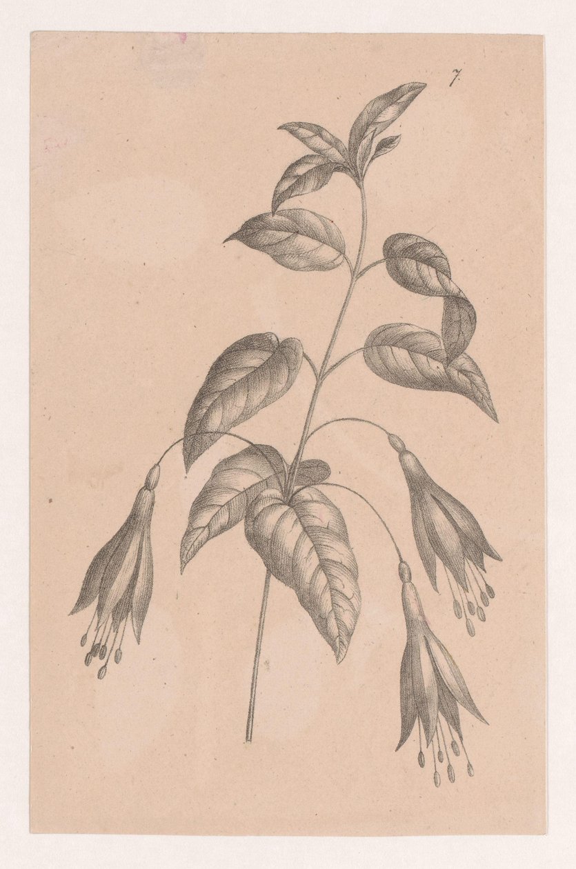 rama con flores de Maria Geertruida de Goeje Barbiers (attributed to)