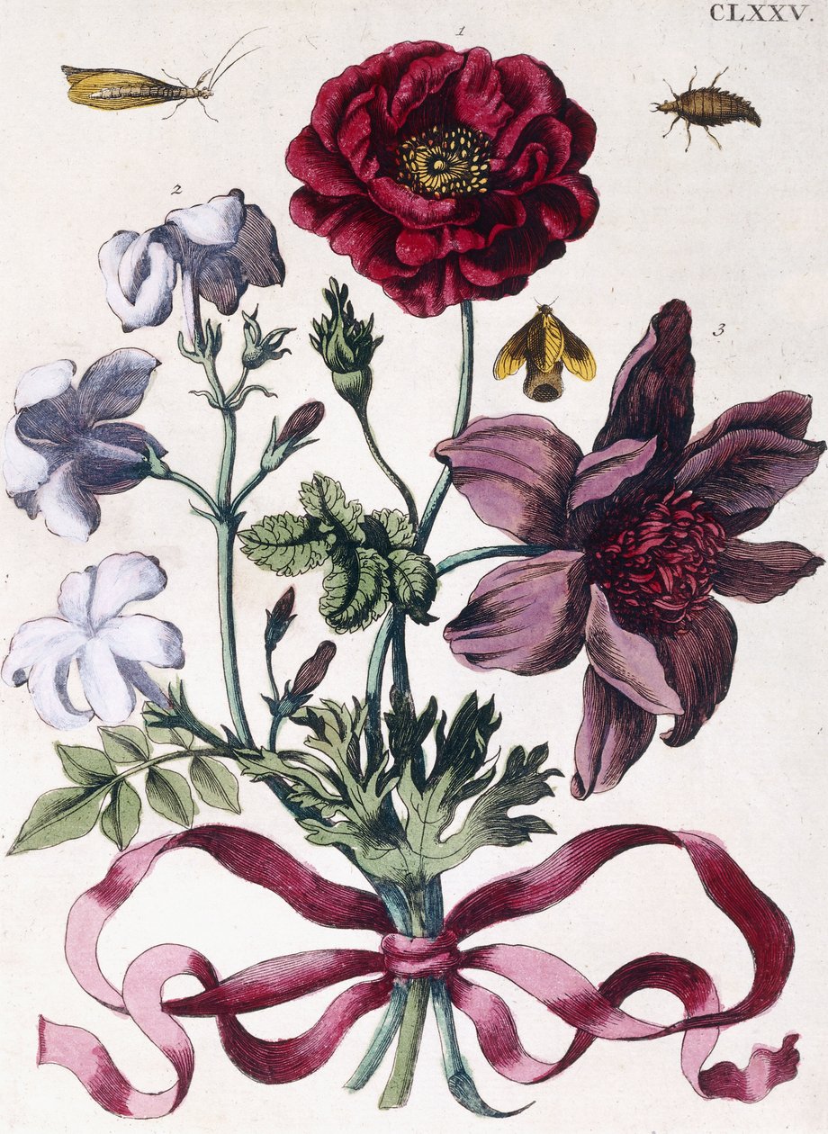 Varios insectos y flores europeos de Maria Sibylla Merian