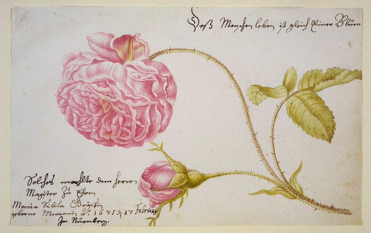 Hoja de álbum con una rosa, 1675 de Maria Sibylla Merian