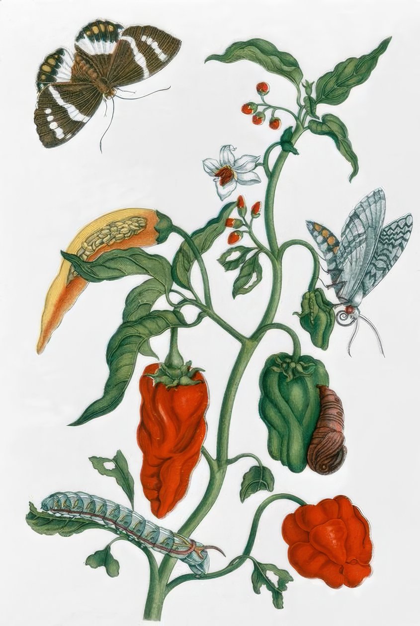Pimiento español / M.S.Merian de Maria Sibylla Merian