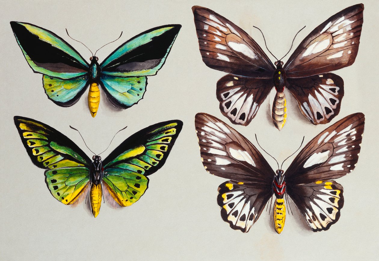 Cuatro mariposas Birdwing de Marian Ellis Rowan