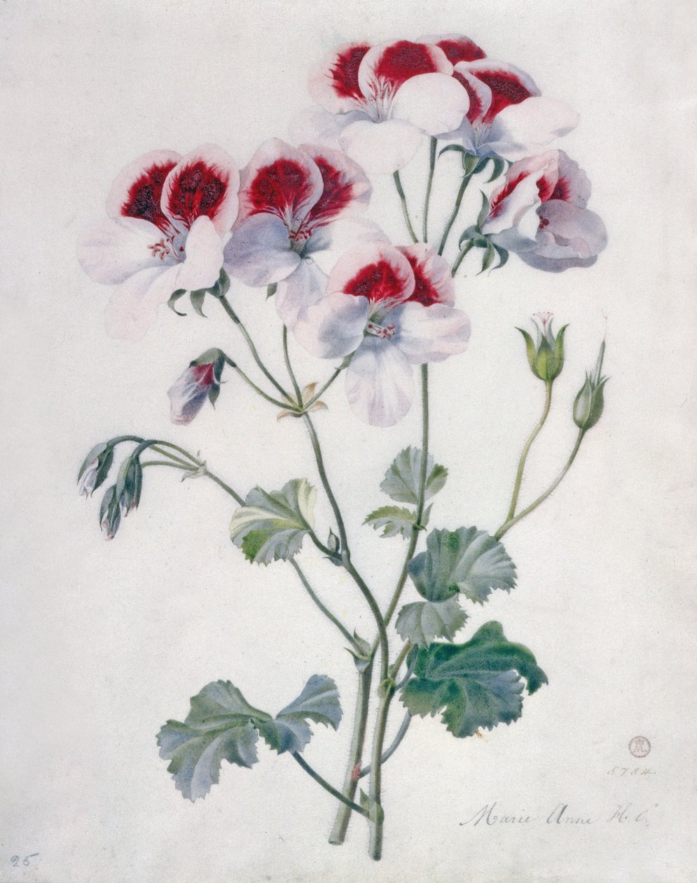 Geranio de Marie Anne