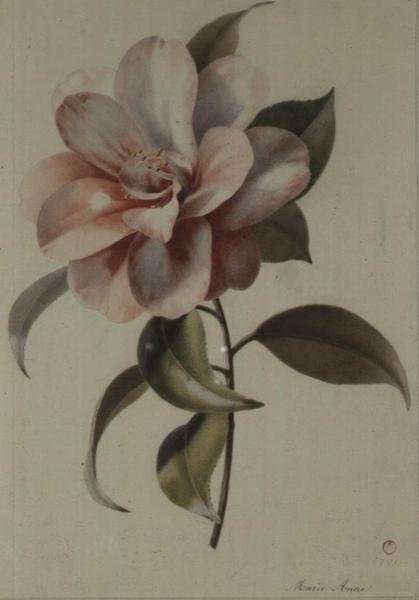 Camellia de Marie Anne
