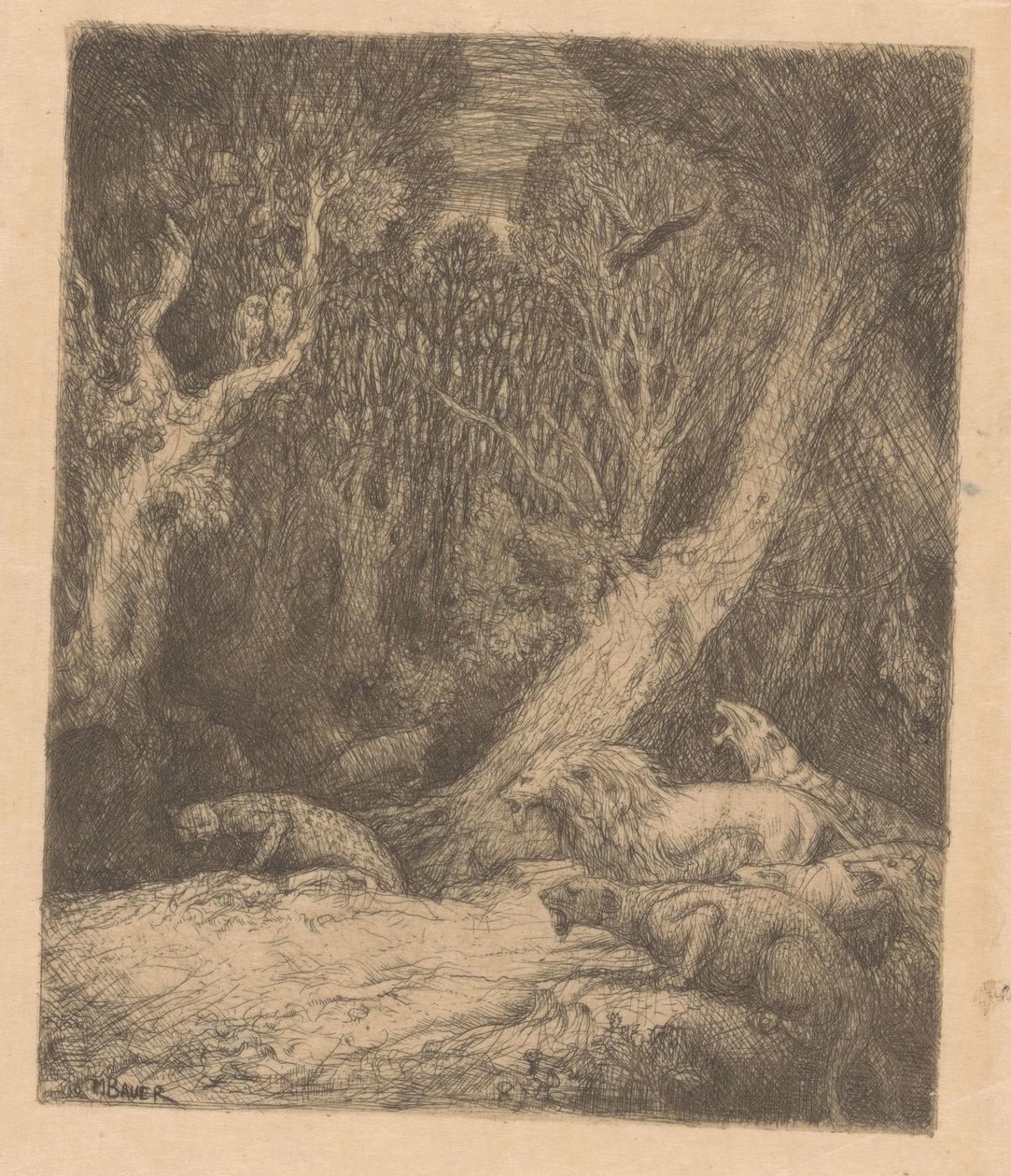 Vida silvestre en el bosque de Marius Bauer