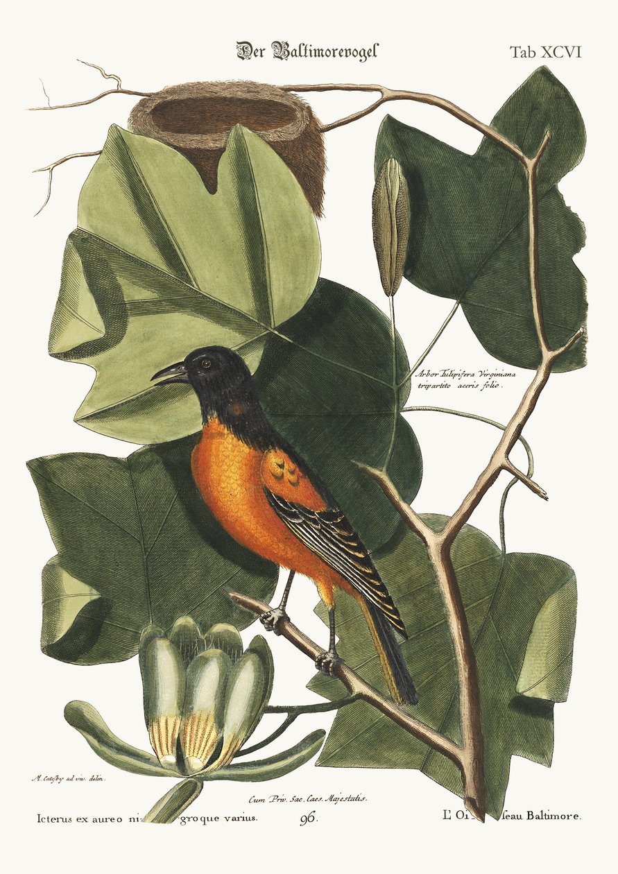 El pájaro de Baltimore, 1749-73 de Mark Catesby