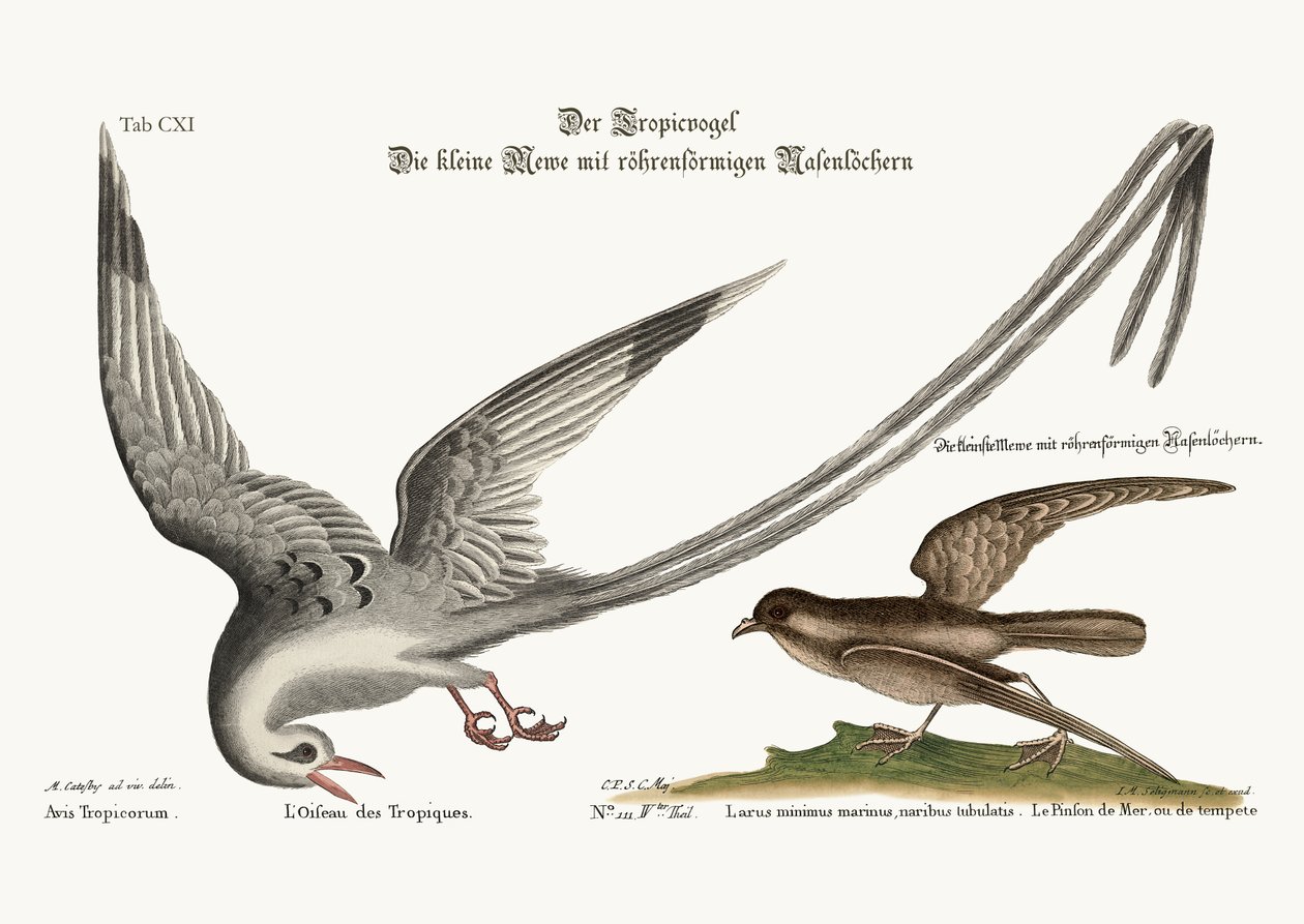 El Pájaro Trópico. El Storm-Finck o Pittrel, 1749-73 de Mark Catesby