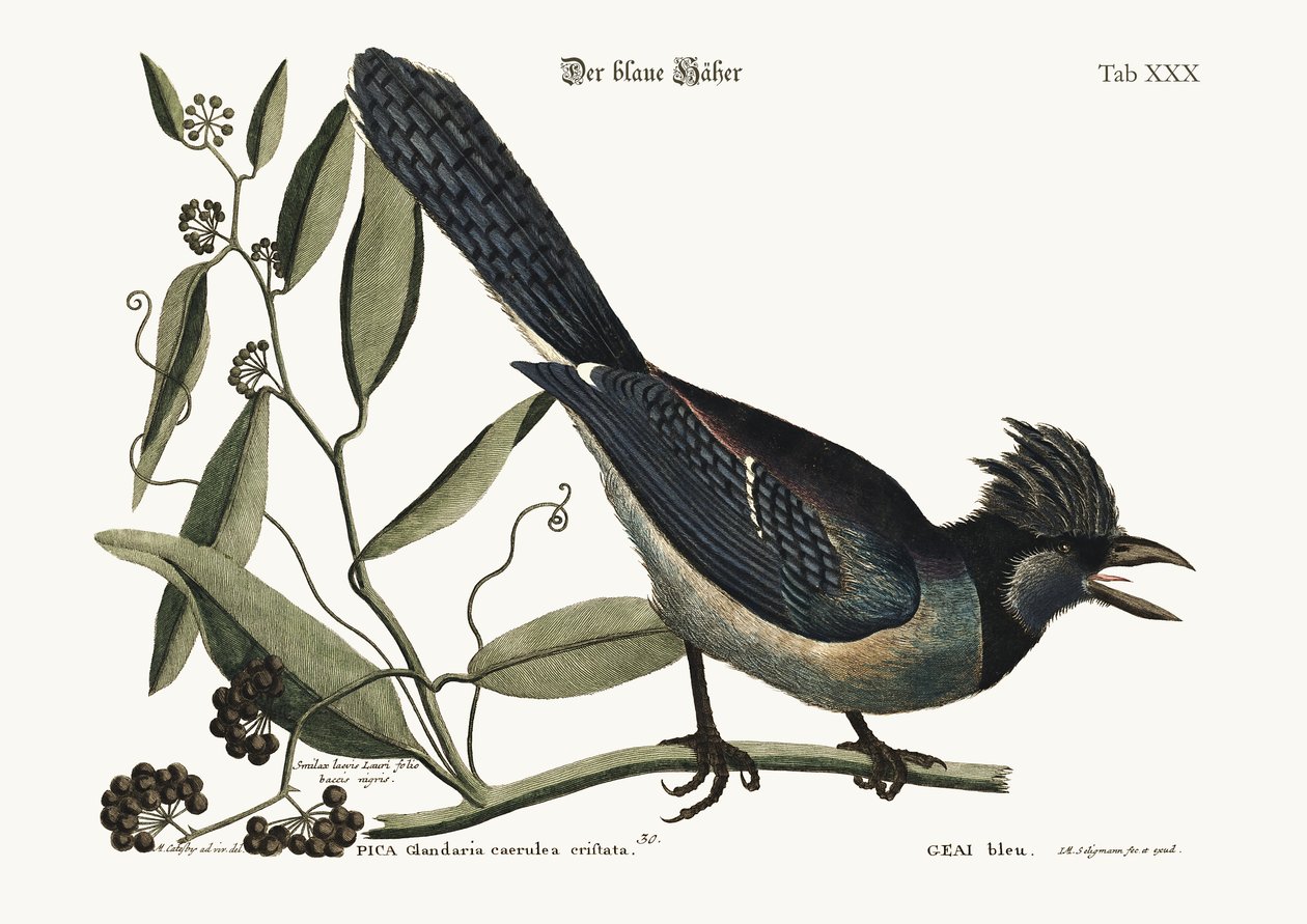 El Arrendajo Azul, 1749-73 de Mark Catesby