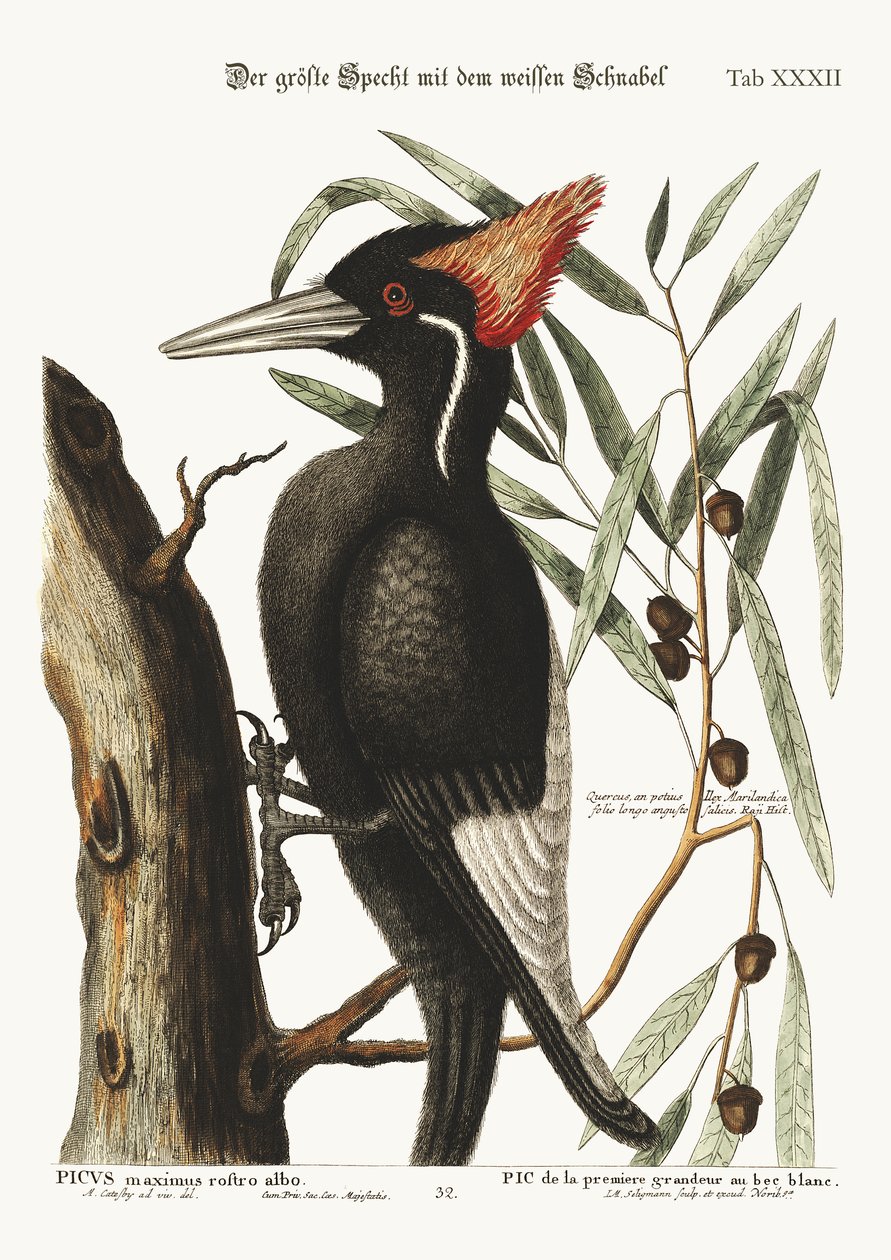 El pájaro carpintero de pico blanco más grande, 1749-73 de Mark Catesby