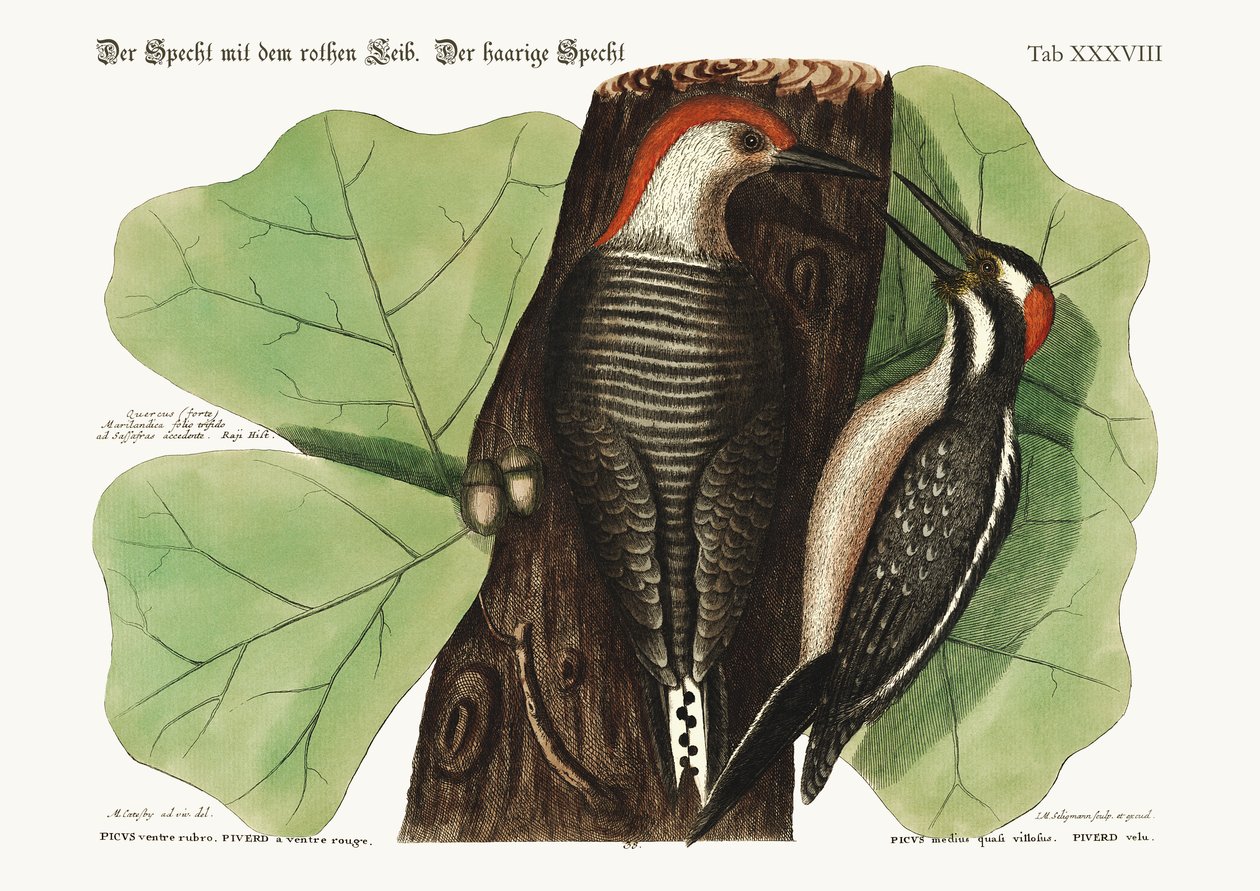 El Pájaro Carpintero de Vientre Rojo. El Pájaro Carpintero Peludo., 1749-73 de Mark Catesby