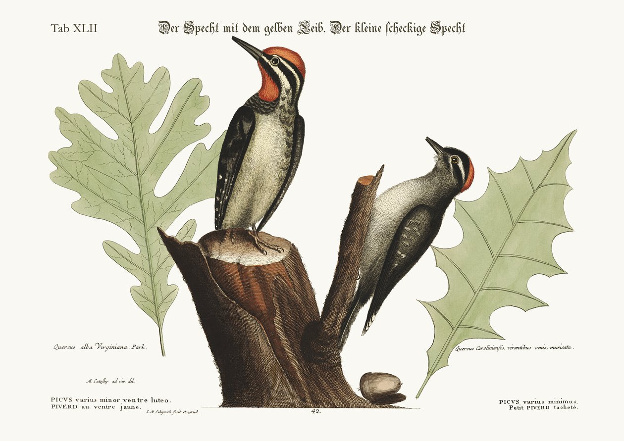 El pájaro carpintero de vientre amarillo. El pájaro carpintero manchado más pequeño, 1749-73 de Mark Catesby