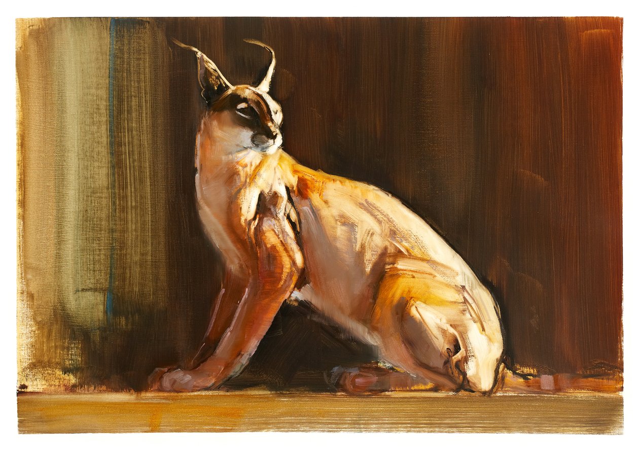 Caracal árabe, 2010 de Mark Adlington