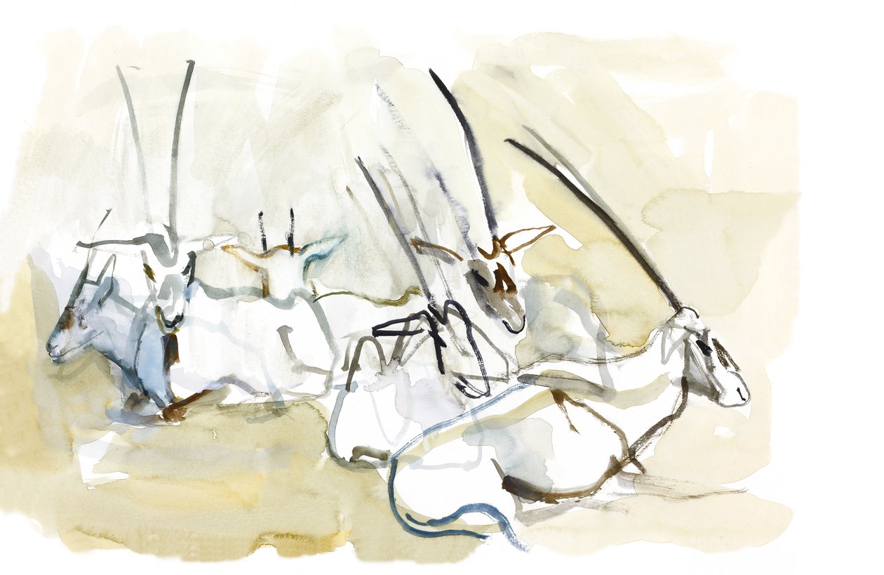 Órix árabe, 2010 de Mark Adlington