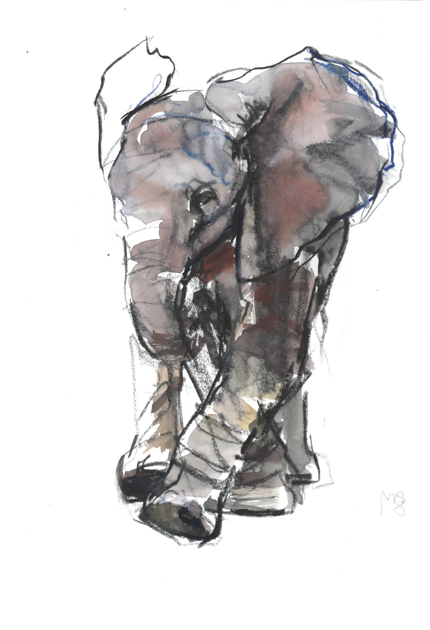 Estudio de Elefante Bebé de Mark Adlington