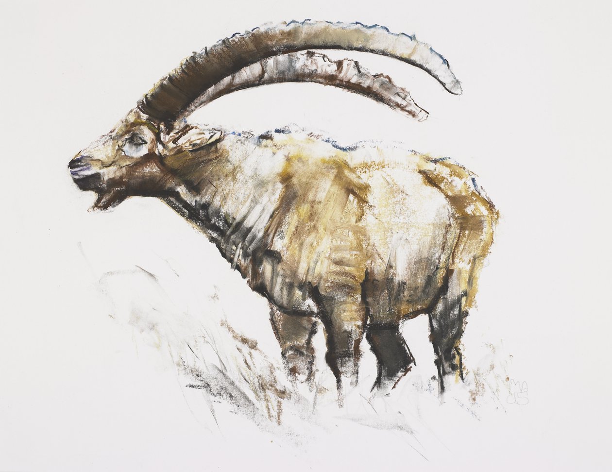 Íbice, Noasca de Mark Adlington