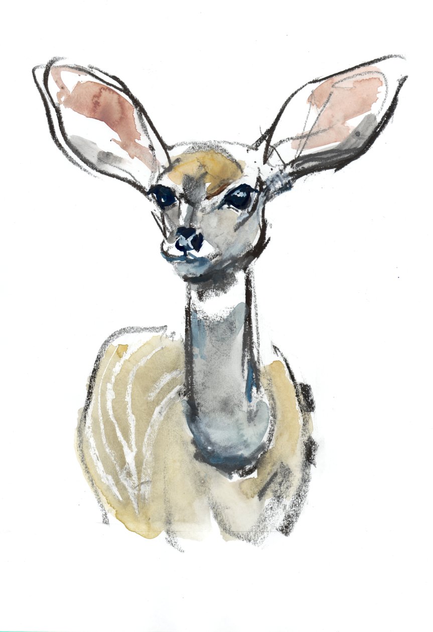 Gacela Kudu, Sarara de Mark Adlington