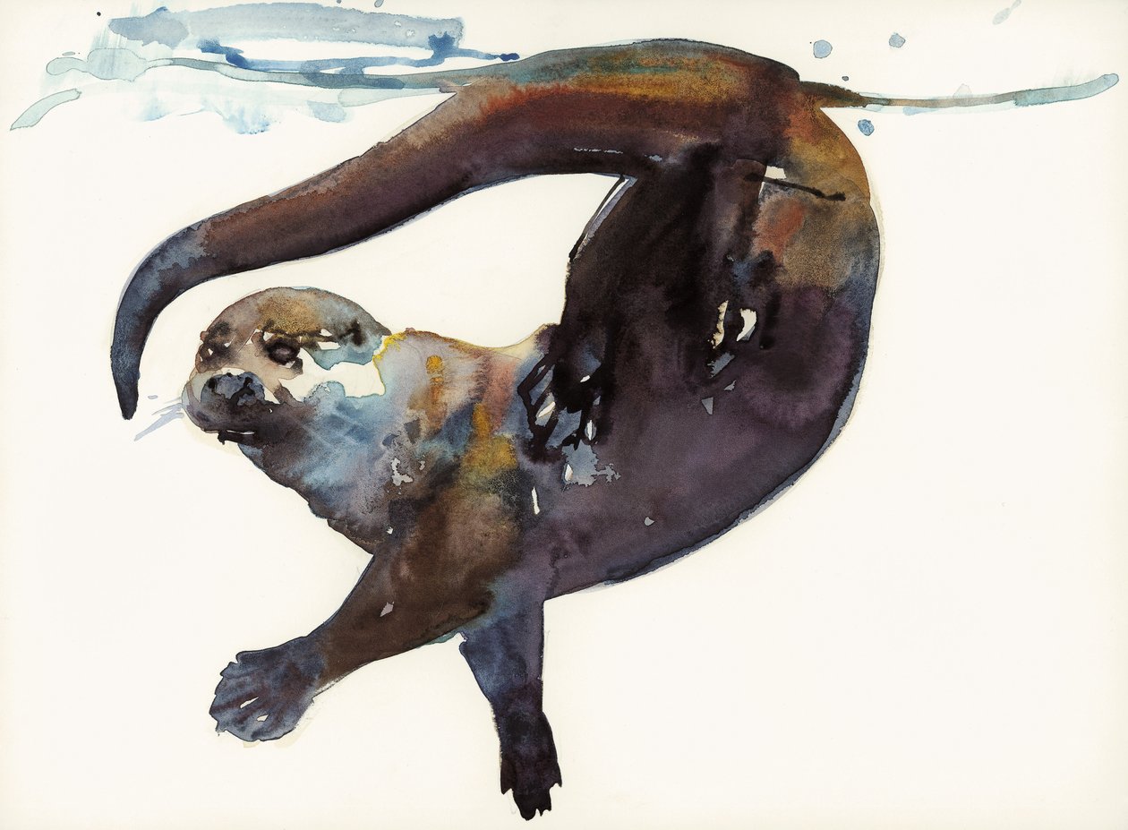 Estudio de nutria II - 