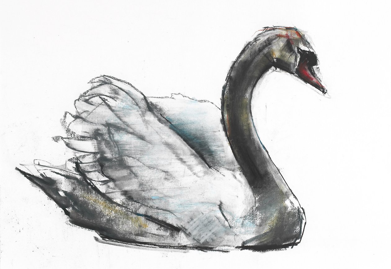 Cisne de Mark Adlington