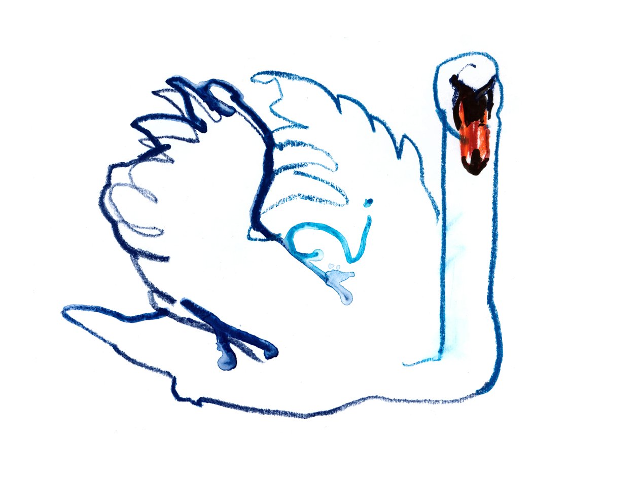 Cisne, 2021 de Mark Adlington
