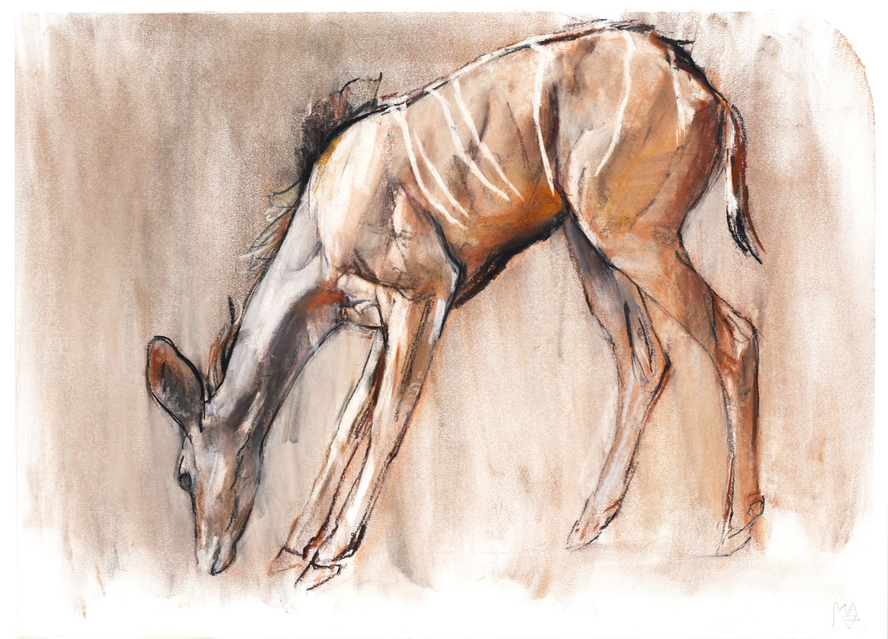 Joven Kudu, Loisaba de Mark Adlington