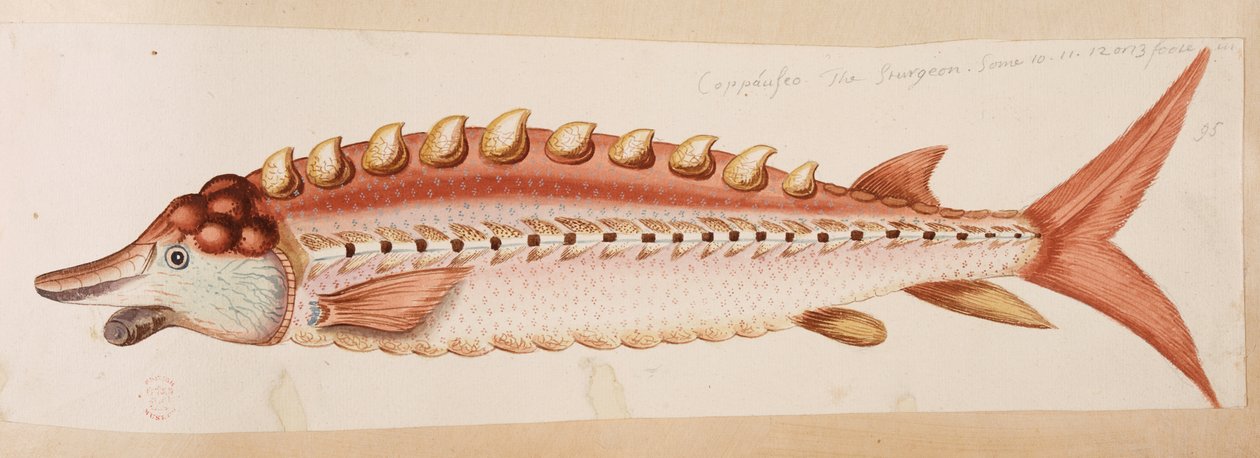 Un pez. de Mark Catesby