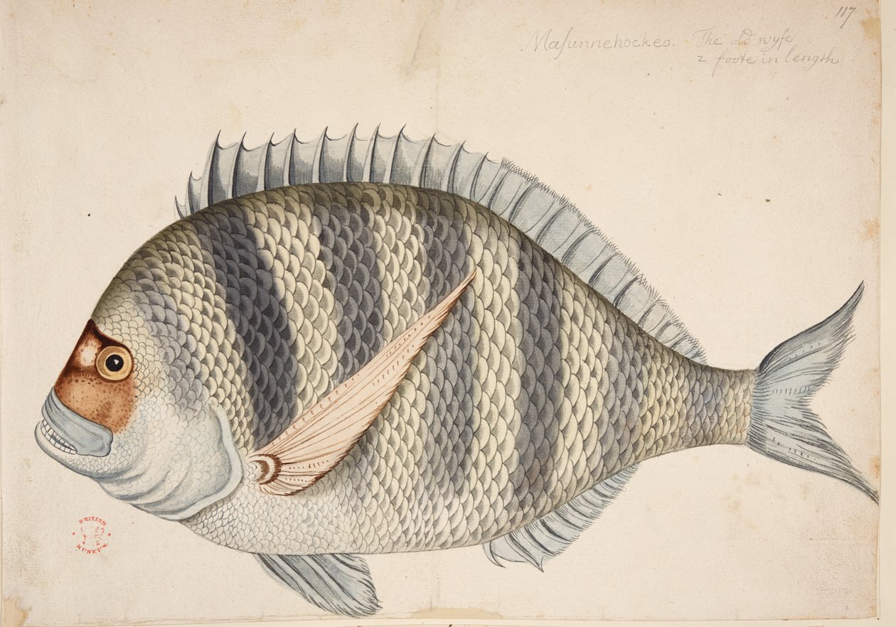 Un pez. de Mark Catesby