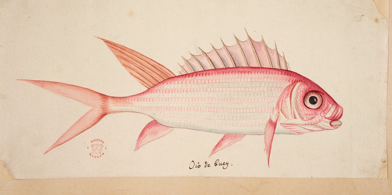 Un pez. de Mark Catesby
