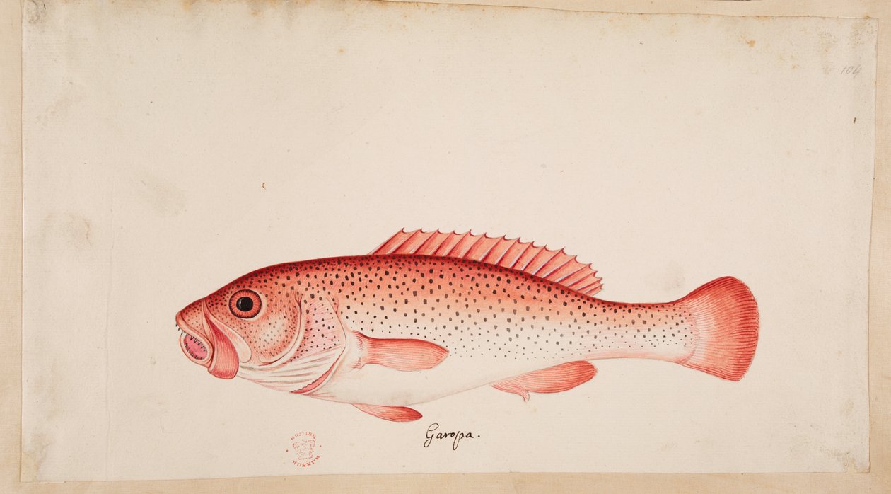 Un pez. de Mark Catesby