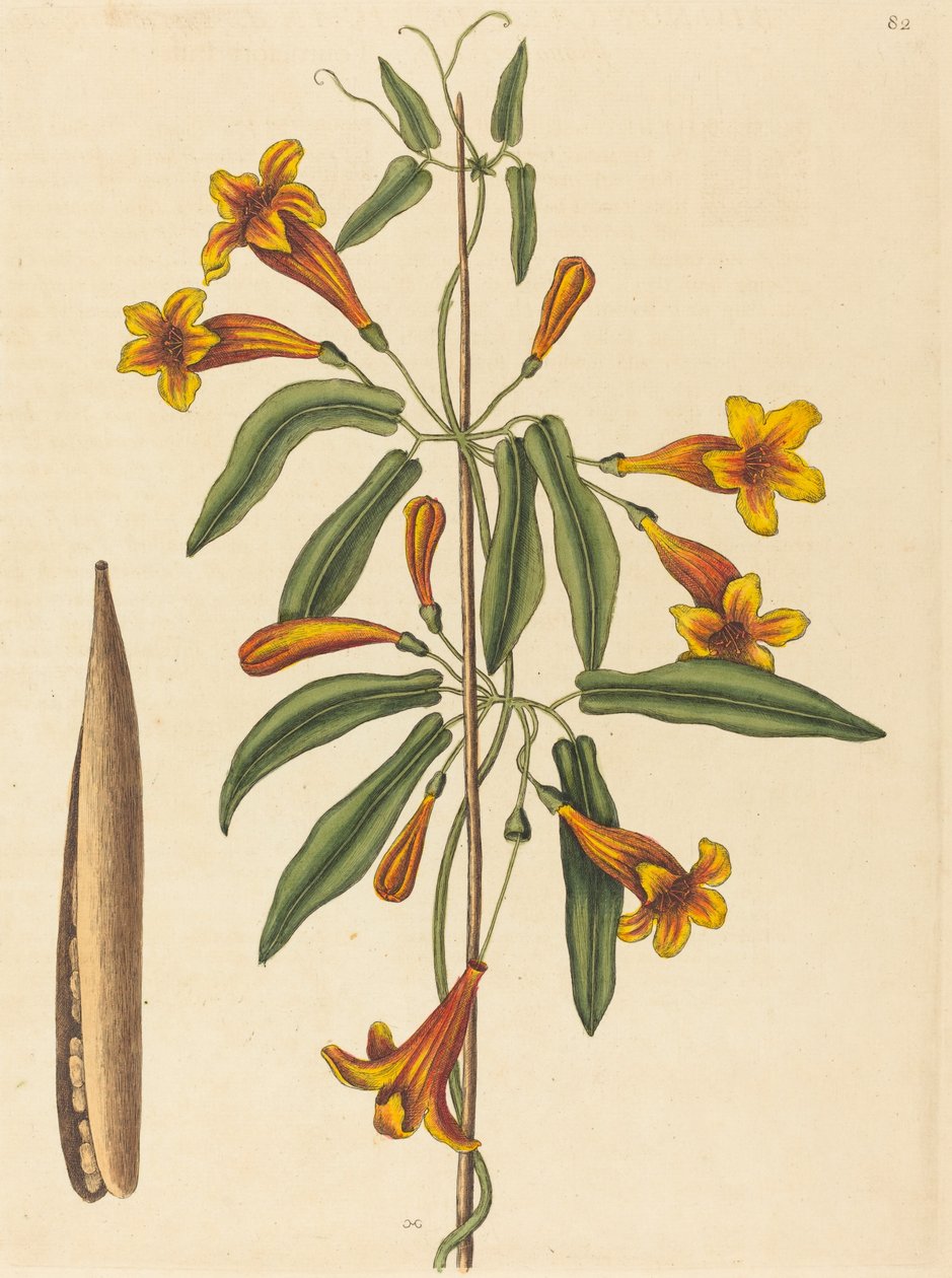 Bignonia capreolata, publicada en 1754 de Mark Catesby
