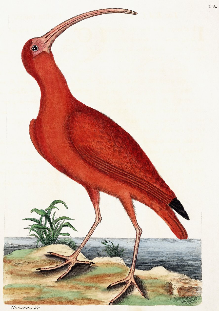 Zarapito, Numenius, 1771 de Mark Catesby