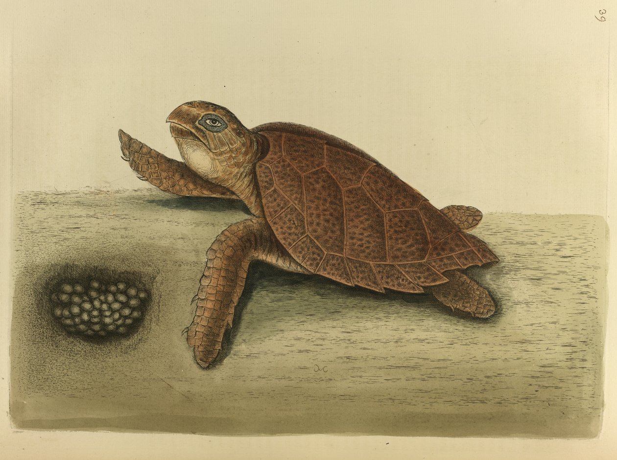 Testudo caretta. La tortuga careta de Mark Catesby