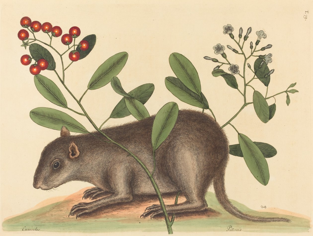 El Coney de las Bahamas (Mus Monax) de Mark Catesby