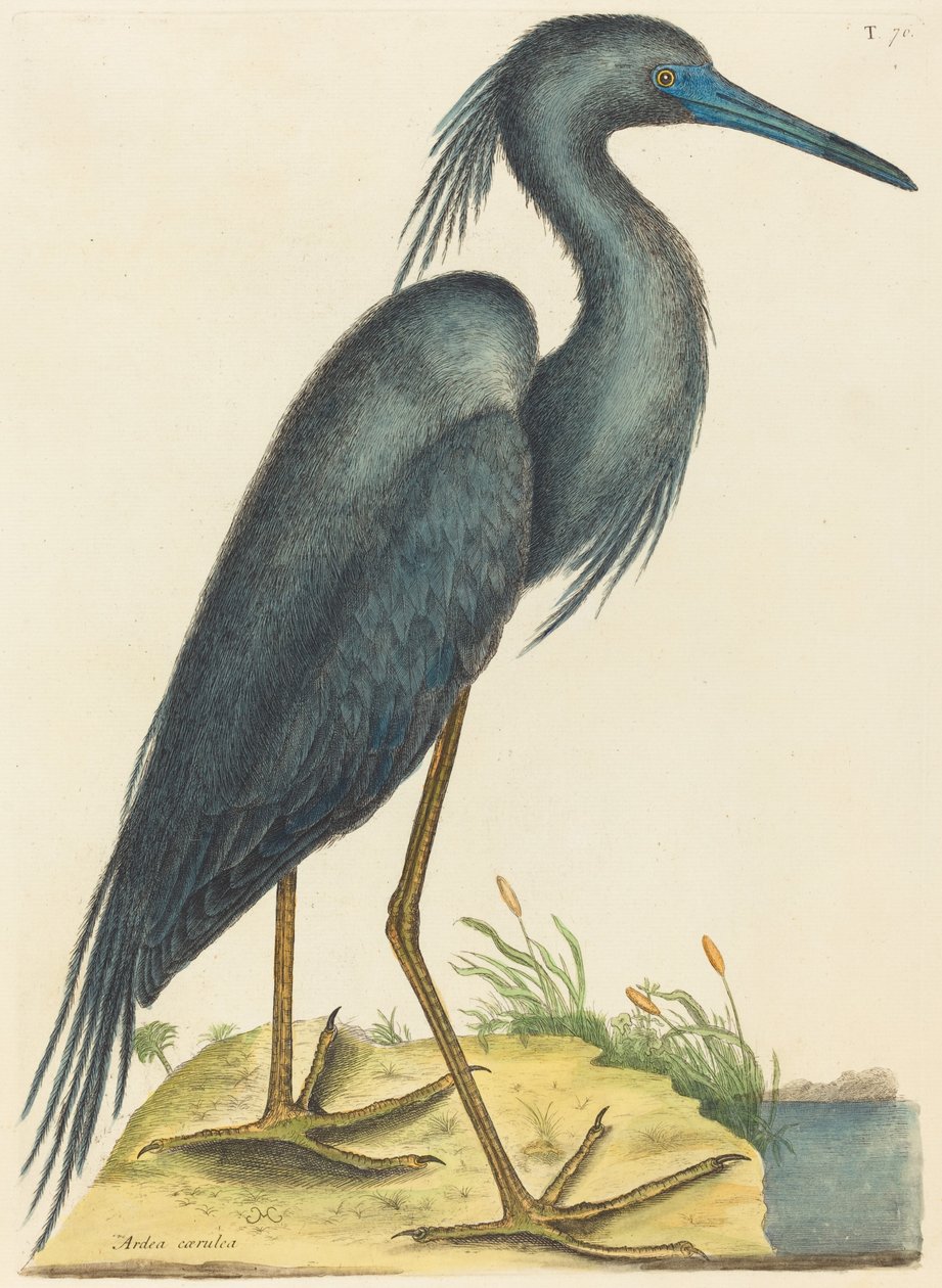 La garza azul (Ardea coerulea) de Mark Catesby