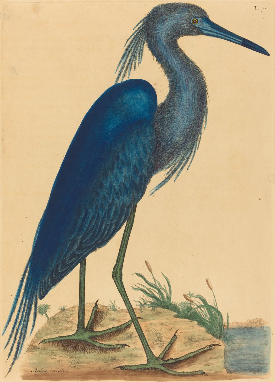 La garza azul (Ardea coerulea) de Mark Catesby