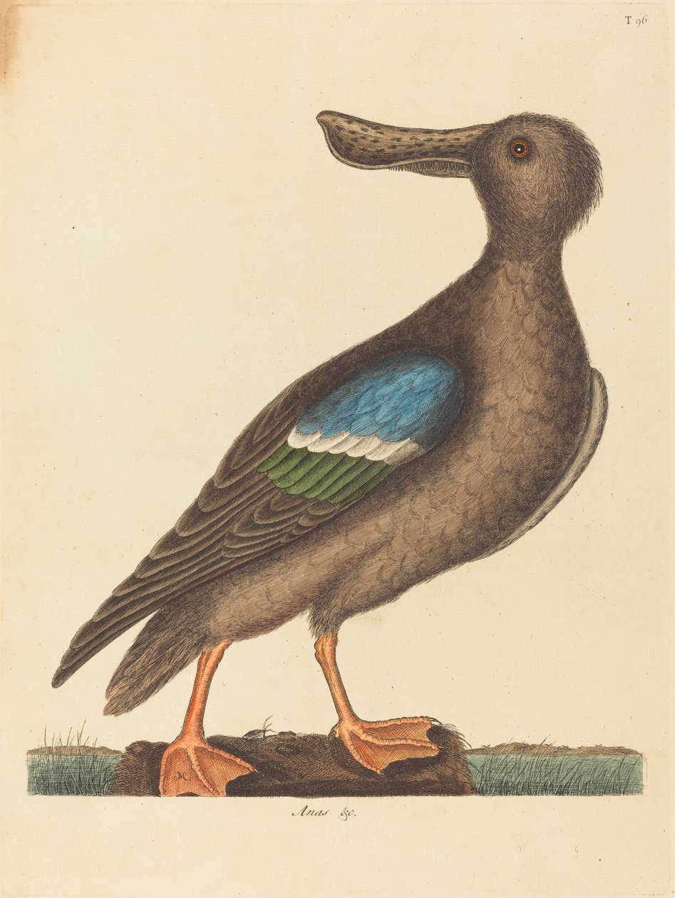 El pato cuchara de alas azules (Anas clypeata foemina) de Mark Catesby