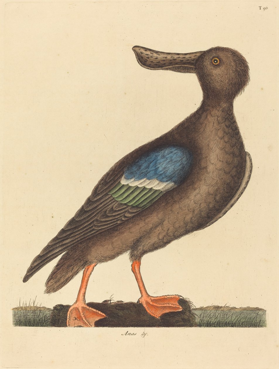 El Pato Cucharón Azul (Anas clypeata foemina) de Mark Catesby