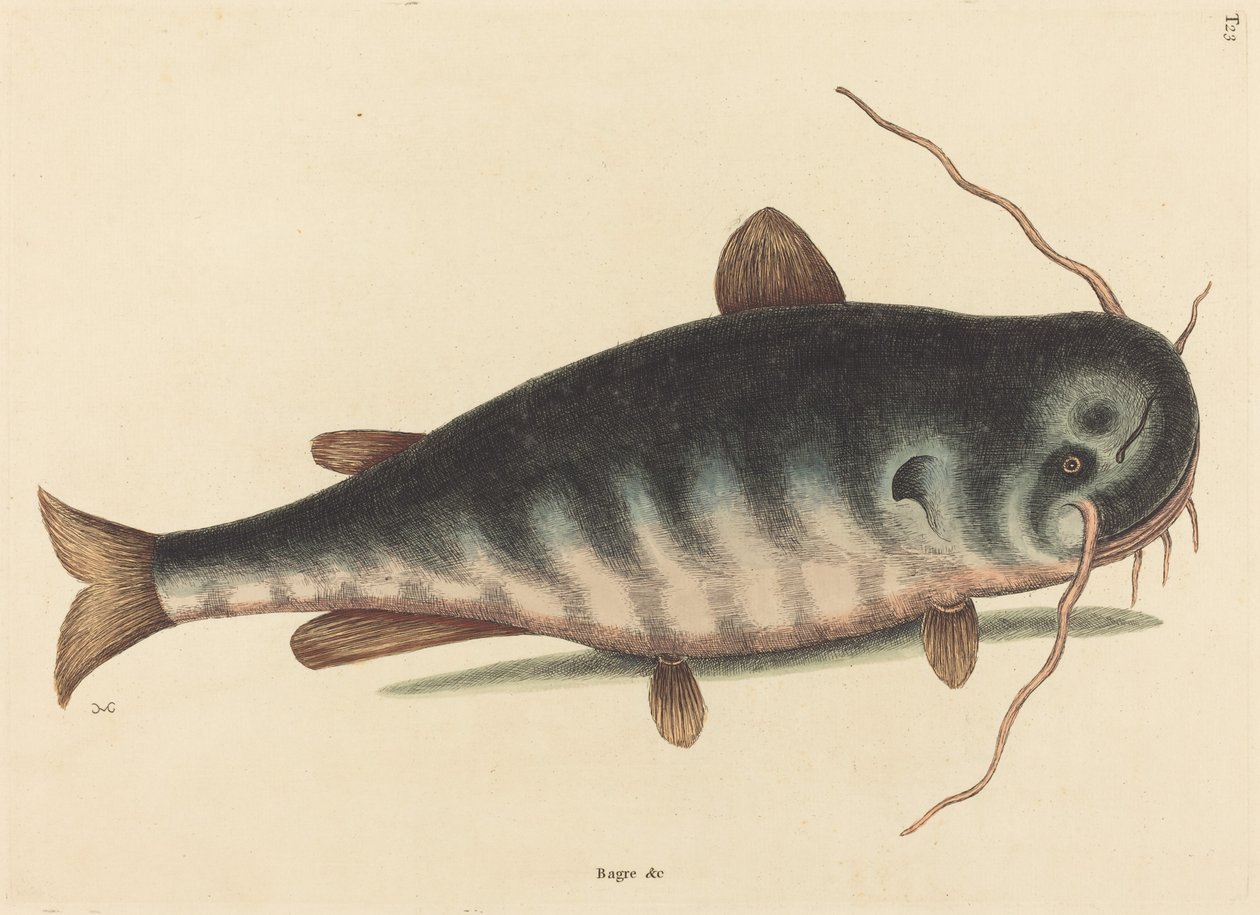 El pez gato (Silurus catus) de Mark Catesby