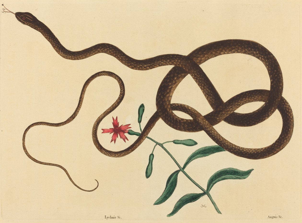 La serpiente látigo (Coluber flagellum) de Mark Catesby