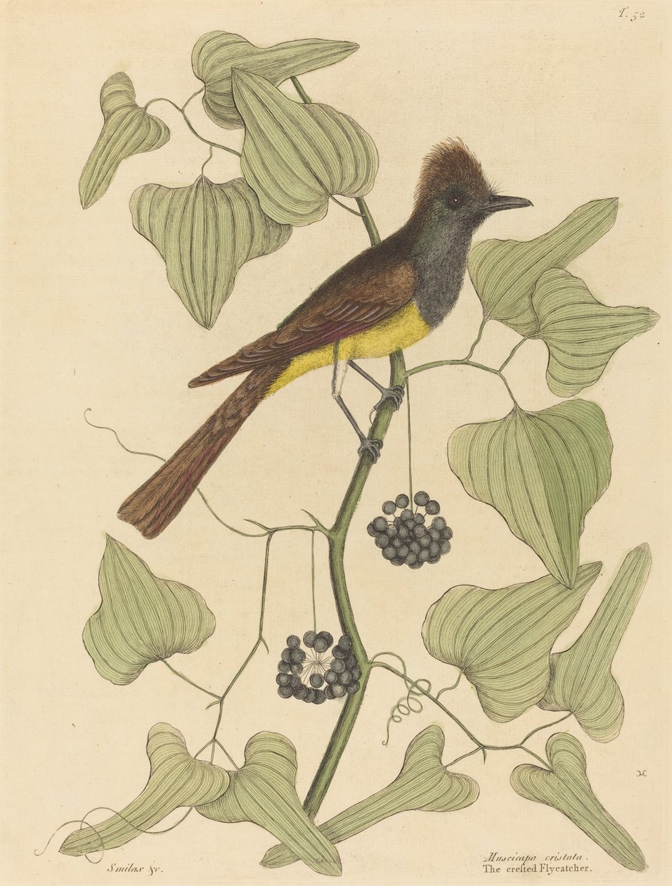 El papamoscas crestado (Muscicapa cristata) de Mark Catesby