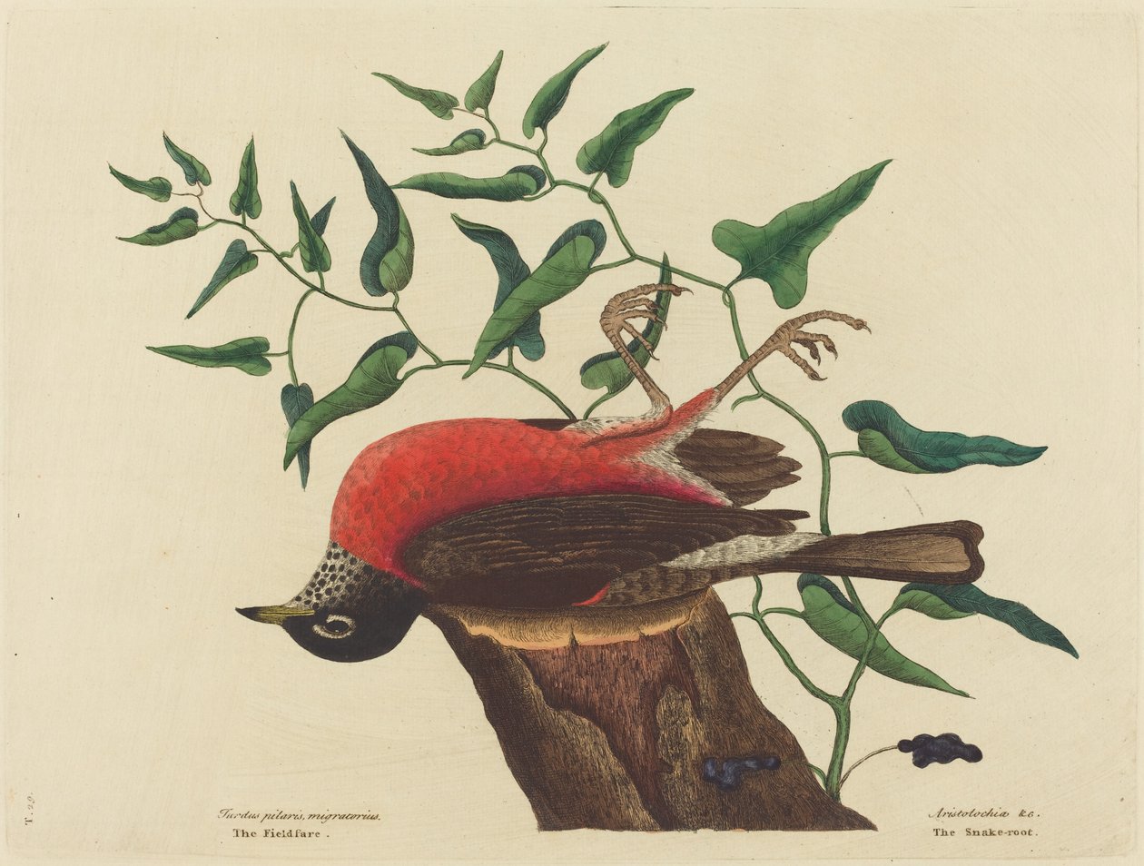El zorzal de Carolina (Turdus migratorius) de Mark Catesby