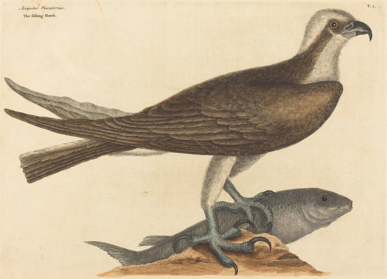 El Halcón Pescador (Falco haliaetus) de Mark Catesby