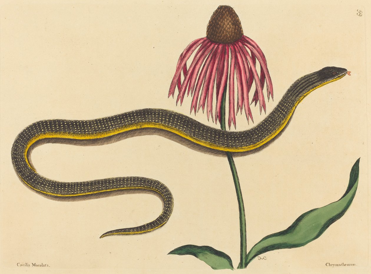 La serpiente de cristal (Anguis ventralis) de Mark Catesby