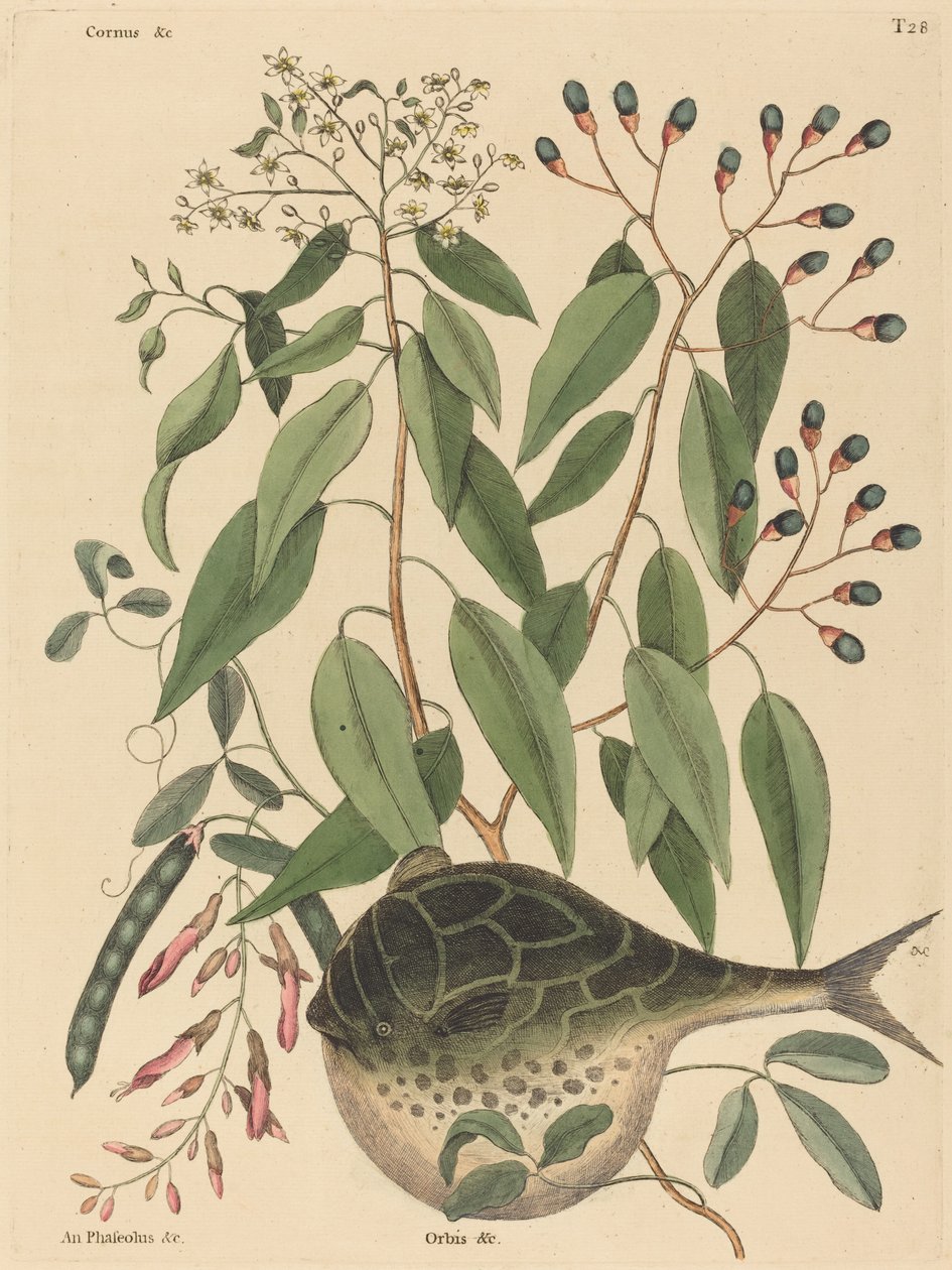 El Pez Globo (Tetrodon lagocephalus) de Mark Catesby