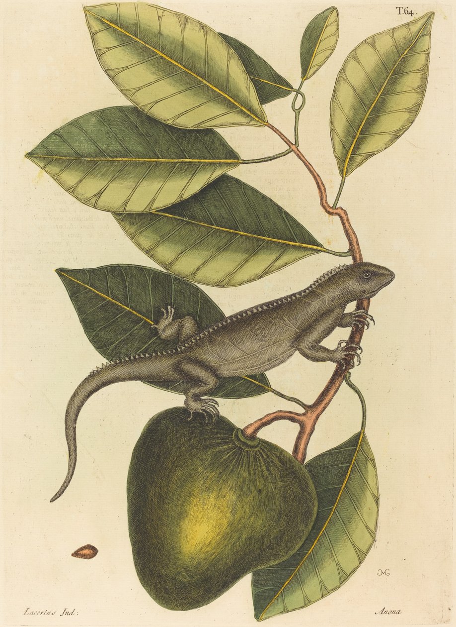 La iguana (Lacerta Iguana) de Mark Catesby