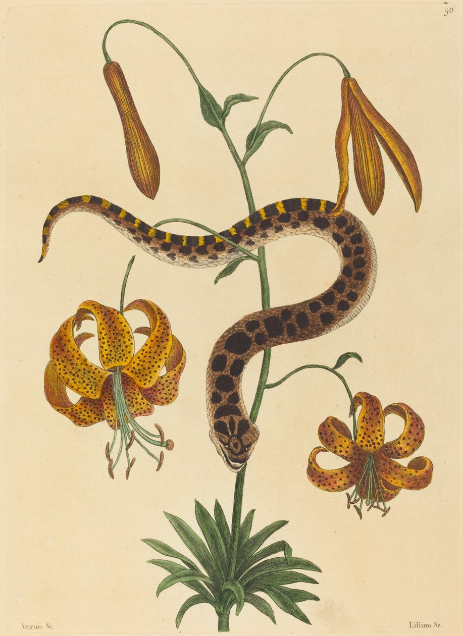 La serpiente hocico de cerdo (Boa contortrix) de Mark Catesby
