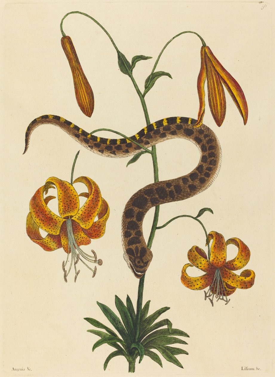 La serpiente hocico de cerdo (Boa contortrix) de Mark Catesby