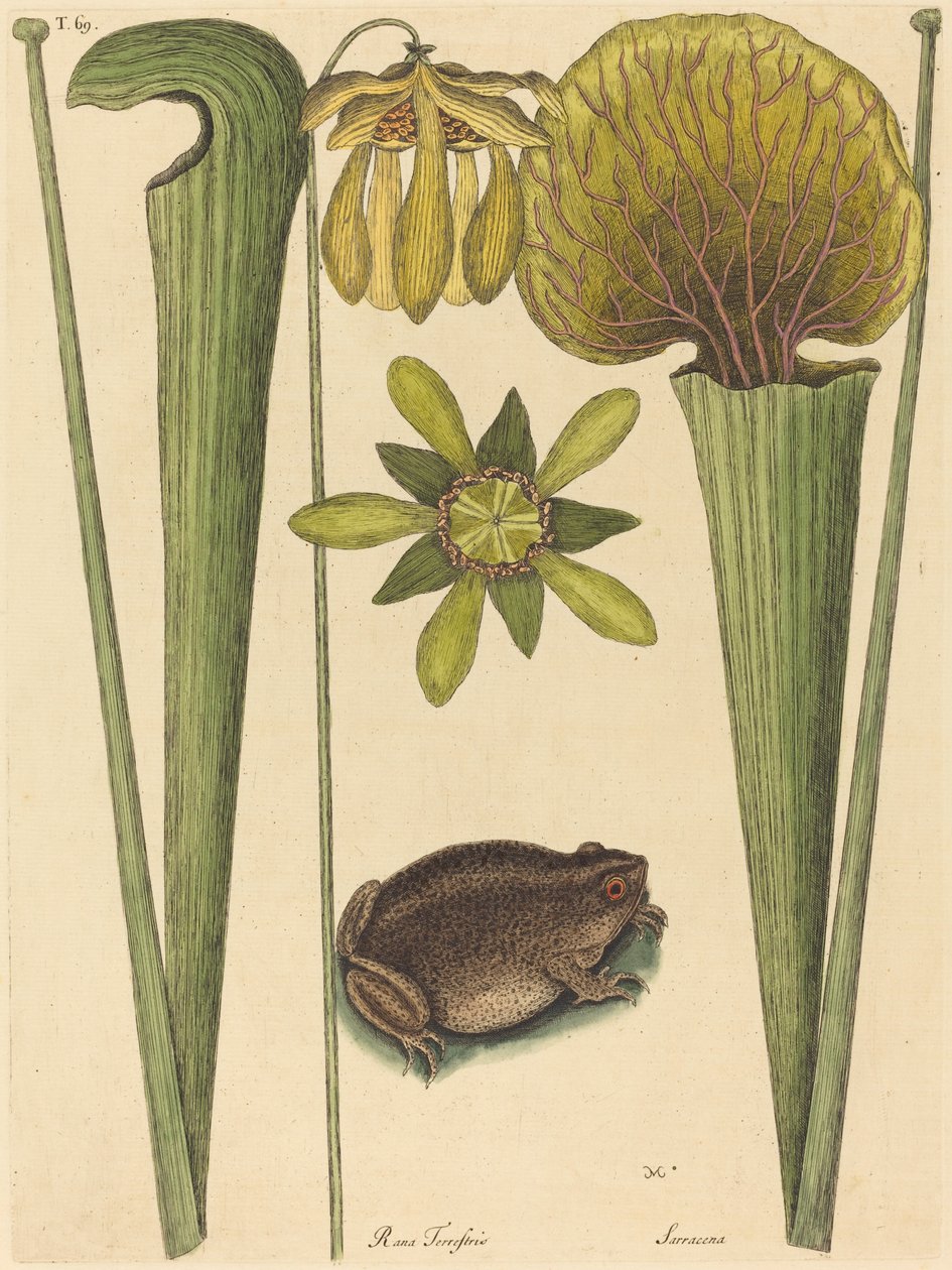 La rana terrestre (Rana) de Mark Catesby
