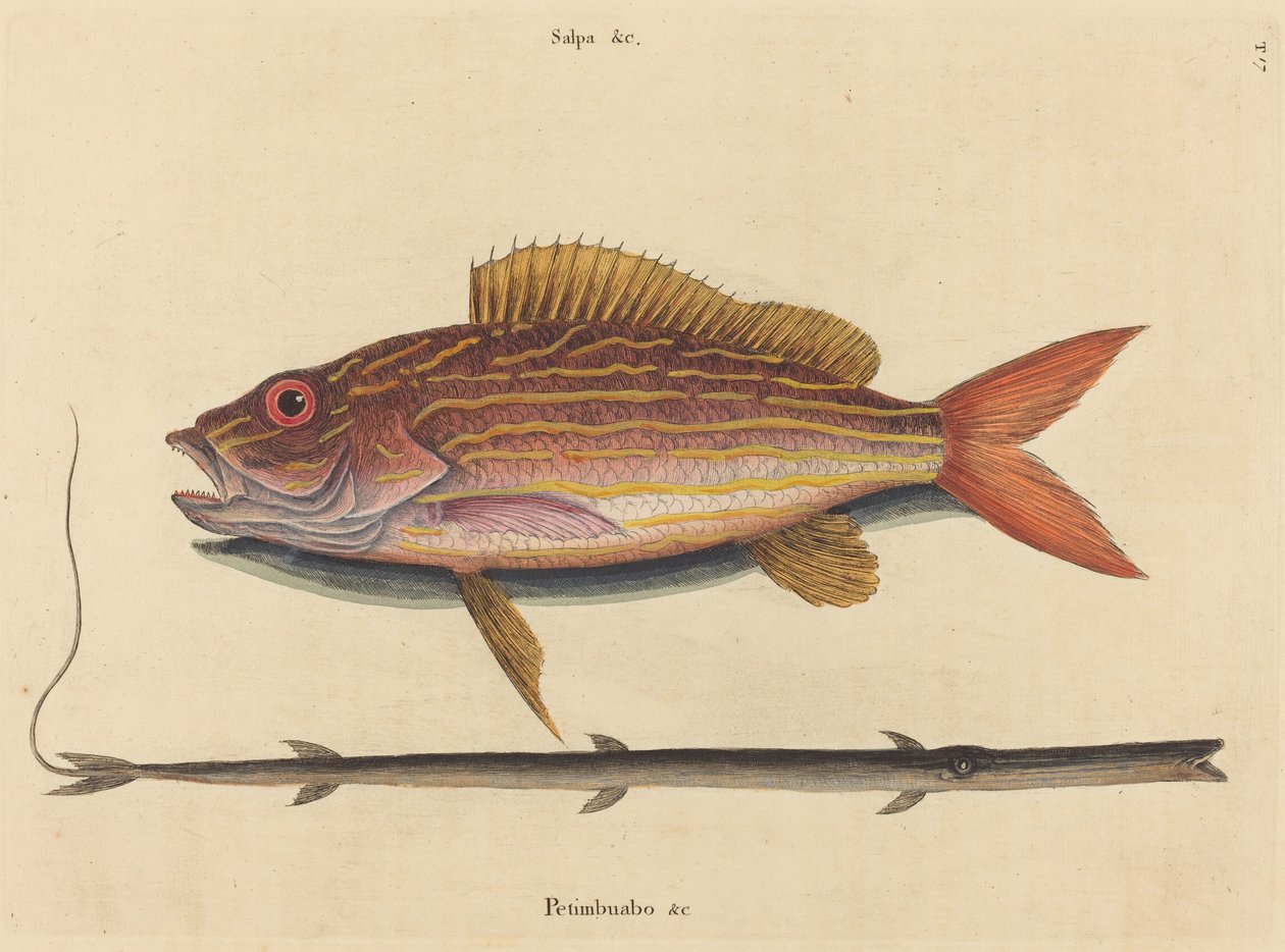 El pargo de carril (Sparus synagris) de Mark Catesby