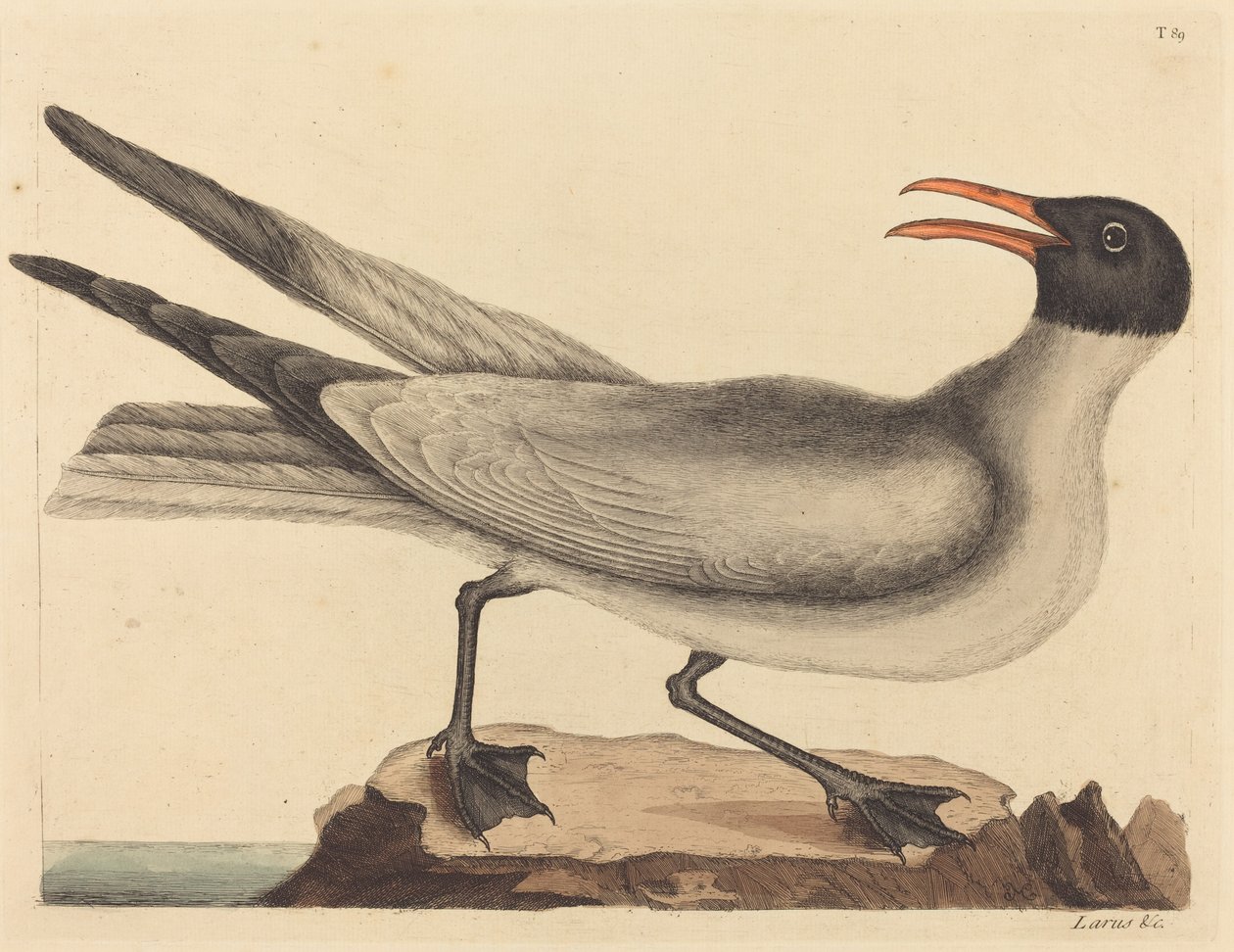 La gaviota risueña (Larus articilla) de Mark Catesby