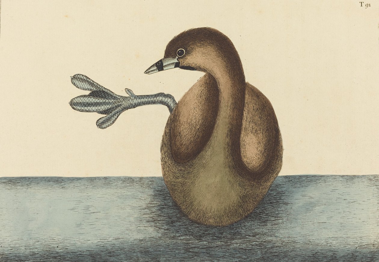 El zampullín de pico grueso Colymbus podiceps de Mark Catesby
