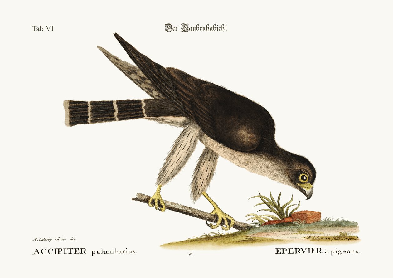 El halcón palomero, 1749-73 de Mark Catesby
